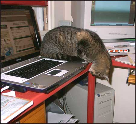 cat_supervising.jpg