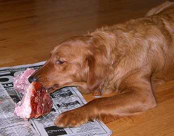 Ginger with the ham bone